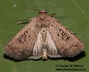 Condica claufacta - Hodges#9700