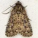 Condica concisa - Hodges#9698 - Condica concisa