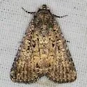 Condica concisa - Hodges#9698 - photo 2