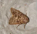 Condica concisa - Hodges#9698 - photo 3