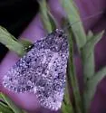 Condica concisa - Hodges#9698 - photo 5