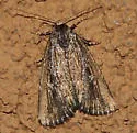 Condica discistriga - Hodges#9692 - Condica discistriga