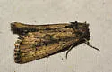 Condica discistriga - Hodges#9692 - photo 3