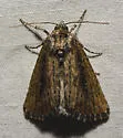 Condica discistriga - Hodges#9692 - photo 4