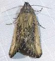 Condica discistriga - Hodges#9692 - photo 5