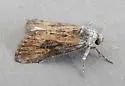 Condica egestis - Hodges#9710