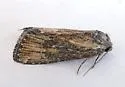 Condica egestis - Hodges#9710 - photo 3