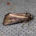 Condica egestis - Hodges#9710 - photo 4