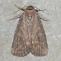 Condica egestis - Hodges#9710 - photo 5