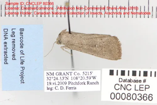 Condica leucorena - Hodges#9705 - Condica leucorena