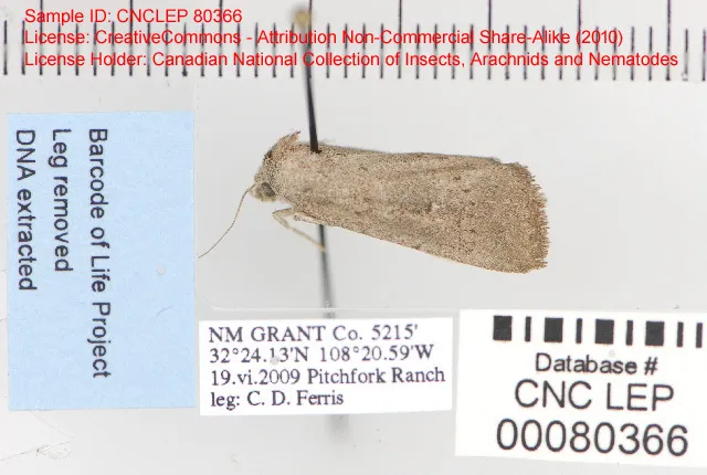 Condica leucorena - Hodges#9705 - photo 2
