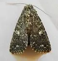 Condica luxuriosa - Hodges#9695.1 - photo 2