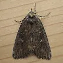 Condica mersa - Hodges#9694 - photo 2