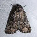 Condica mersa - Hodges#9694 - photo 5