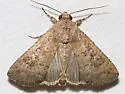 Condica morsa - Hodges#9712 - photo 3