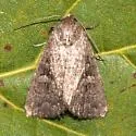 Condica morsa - Hodges#9712 - photo 4