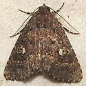 Condica orta - Hodges#9697