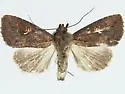 Condica parista - Hodges#9702.2
