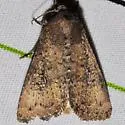 The Cobbler - Hodges#9699 - Condica sutor