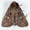 Dusky Groundling Moth - Hodges#9696 - photo 2