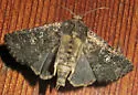 Dusky Groundling Moth - Hodges#9696 - photo 4