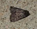 Dusky Groundling Moth - Hodges#9696 - photo 5