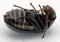 Condylops obrieni - photo 4