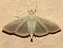 The Alamo Moth - Hodges#5215