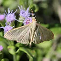The Alamo Moth - Hodges#5215 - photo 2