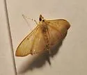 The Alamo Moth - Hodges#5215 - photo 4