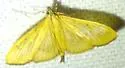 The Alamo Moth - Hodges#5215 - photo 5