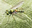 Condylostylus calcaratus - photo 2