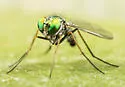 Condylostylus calcaratus - photo 4