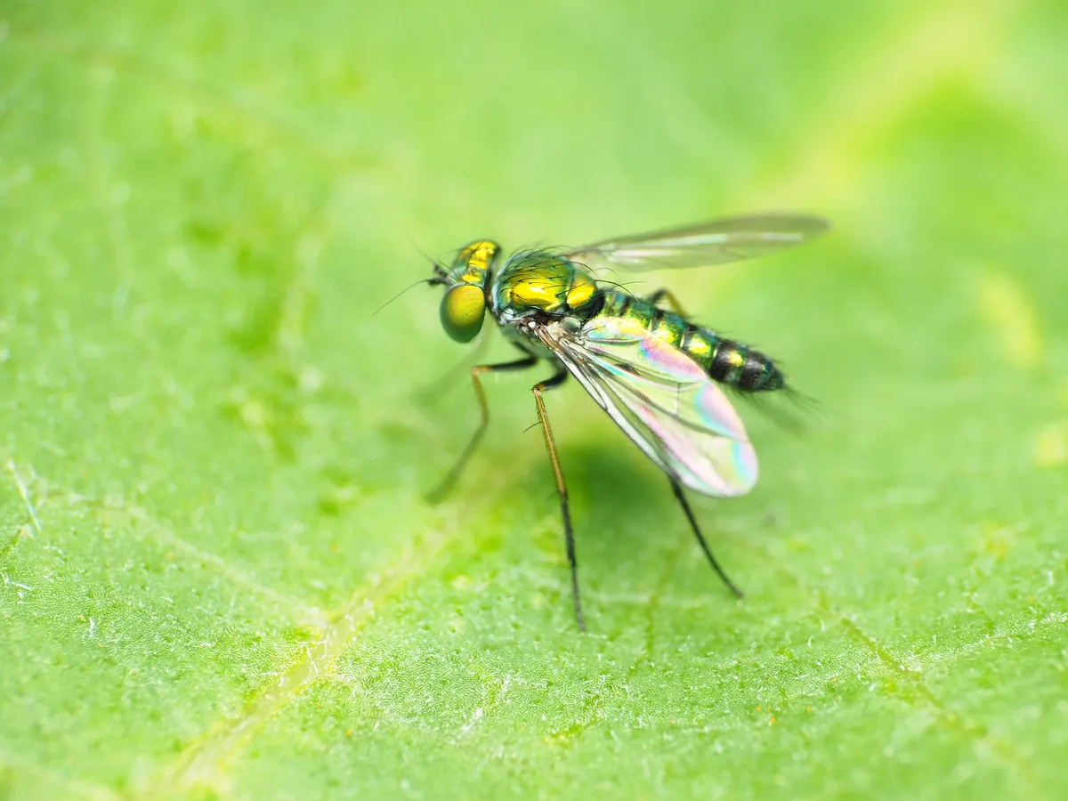 Condylostylus caudatus - photo 2