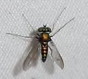 Condylostylus crinitus