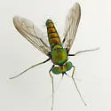 Condylostylus crinitus - photo 2