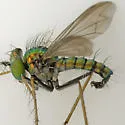 Condylostylus crinitus - photo 3