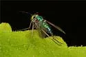 Condylostylus crinitus - photo 4