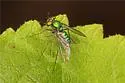 Condylostylus crinitus - photo 5
