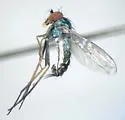 Condylostylus graenicheri