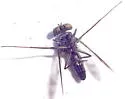 Condylostylus inornatus - photo 2