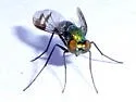 Condylostylus inornatus - photo 4
