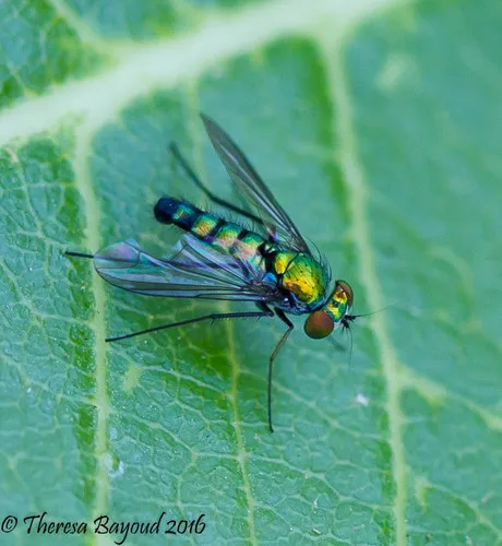 Condylostylus longicornis - photo 2