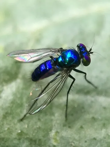 Condylostylus mundus