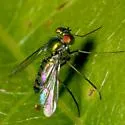 Condylostylus nigrofemoratus