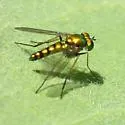 Condylostylus nigrofemoratus - photo 2
