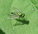 Condylostylus nigrofemoratus - photo 3