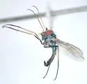 Condylostylus nigrofemoratus - photo 4