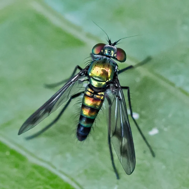 Condylostylus patibulatus