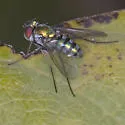 Condylostylus pruinosus - photo 2